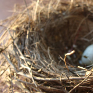 close up shot of a bird nest with an egg in it