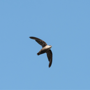 a view of a chimney swift flying 